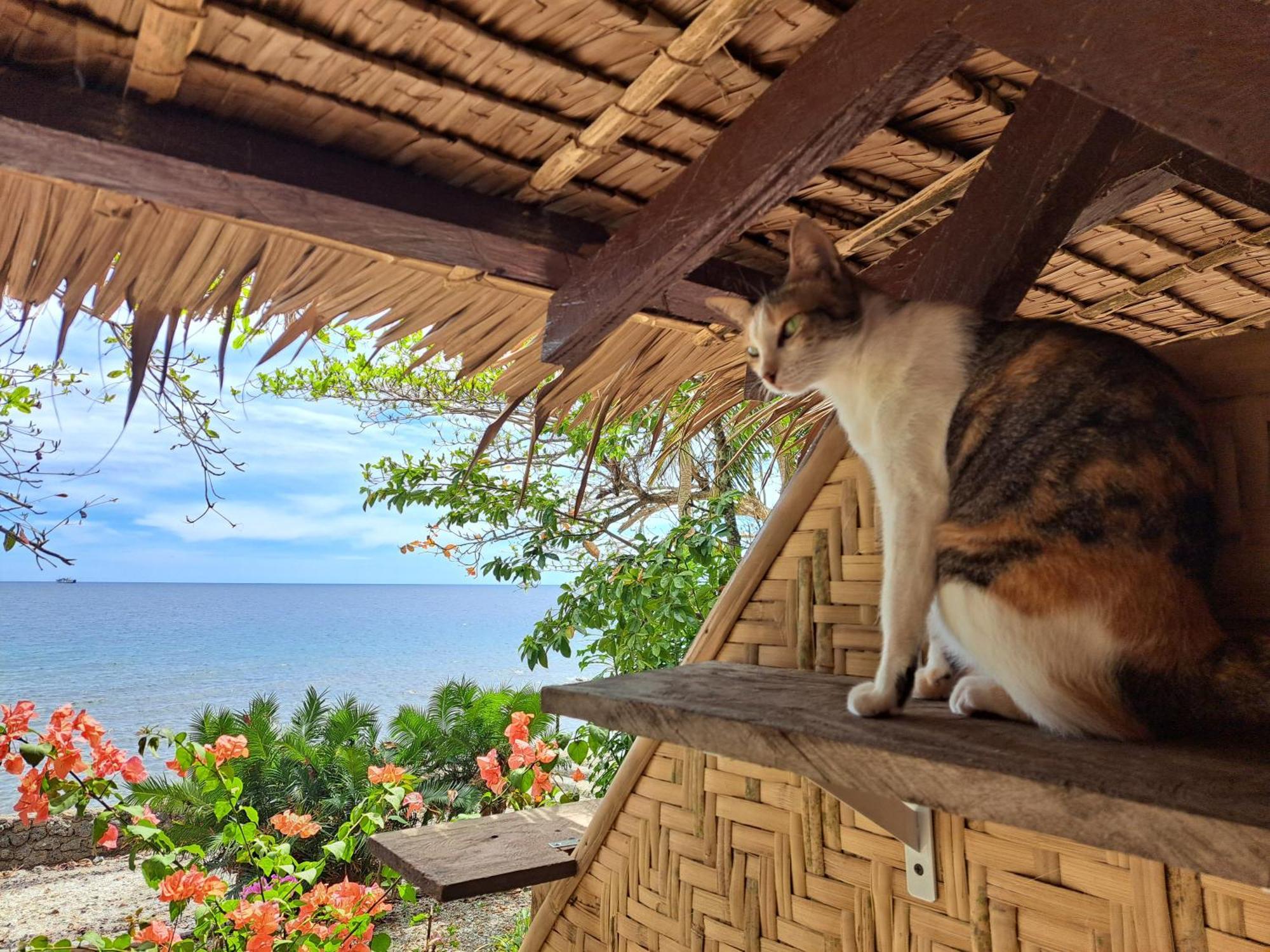 Paseo Del Mar Seaside Inn Jagna Dış mekan fotoğraf