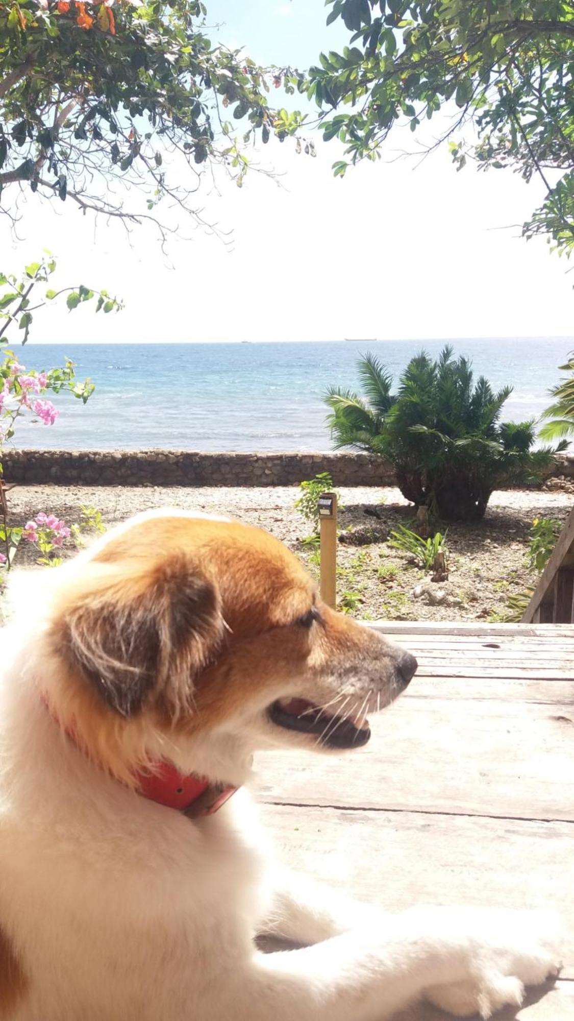 Paseo Del Mar Seaside Inn Jagna Dış mekan fotoğraf