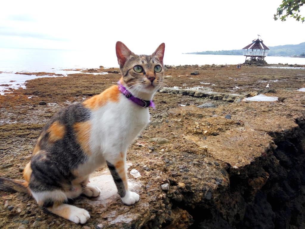 Paseo Del Mar Seaside Inn Jagna Dış mekan fotoğraf